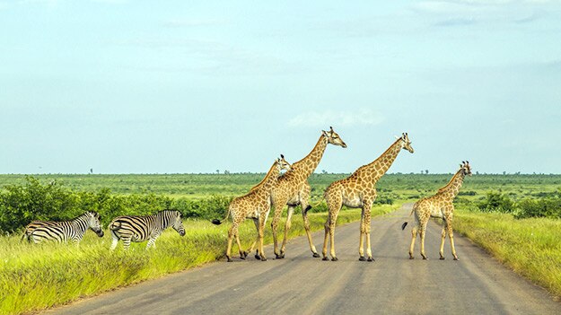 Kruger National Park - giraffe