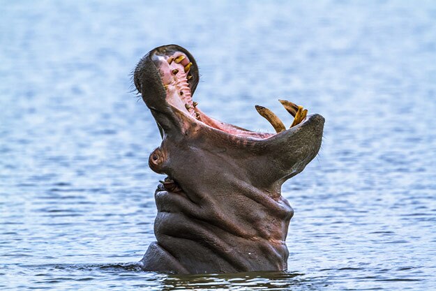 Kruger National Park - hippopotamus