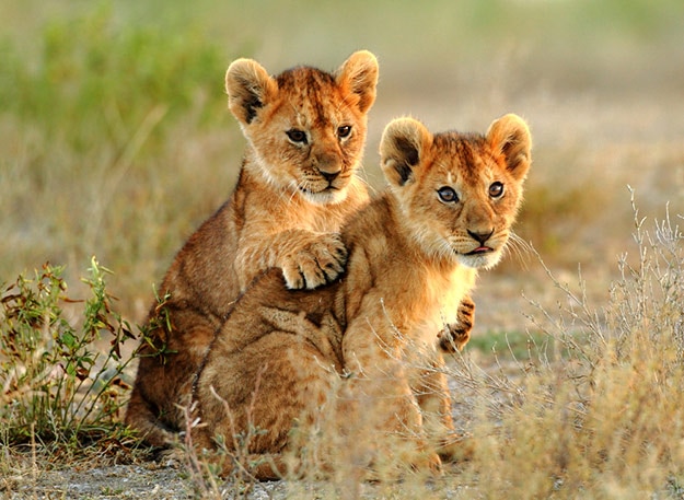 Kruger National Park - lion cubs