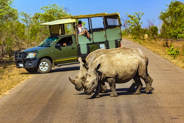 Kruger National Park - rhino