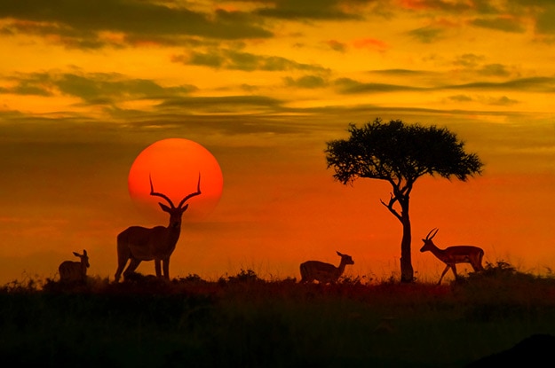 Kruger National Park Photos: Stunning Pictures of Animals in South ...