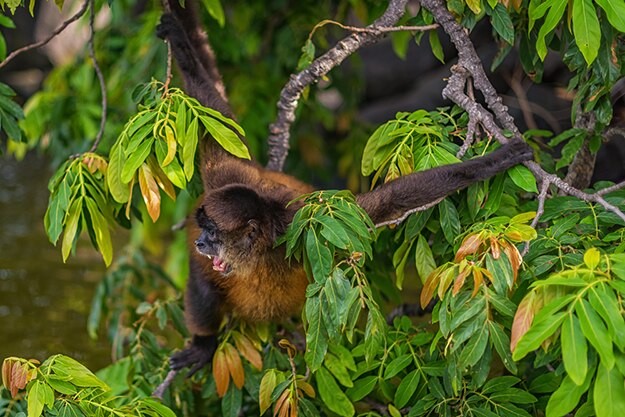 Spider monkey in Nicaragua