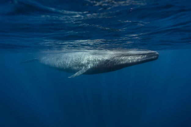 Blue whale in Mirissa Sri Lanka