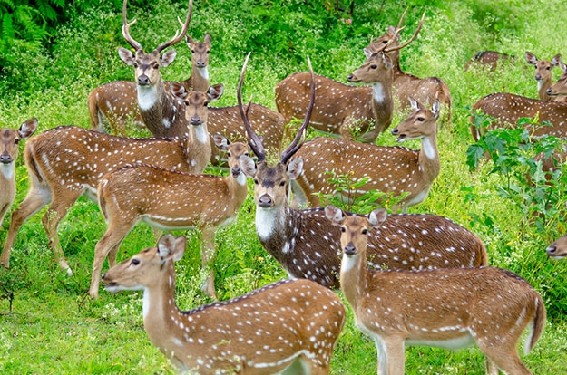 Deer - Bandipur