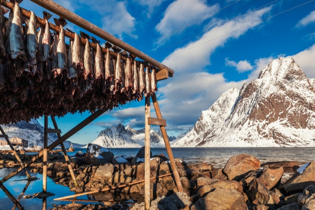 Hanging cod stock fish on racks for drying in the sun and wind of the Lofoten islands, Norway, Europe