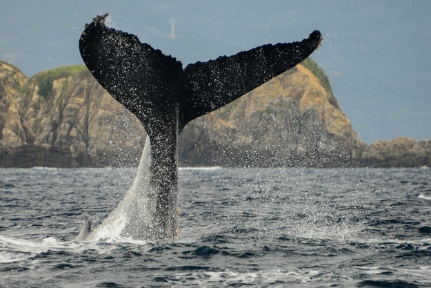 Huge tail of humpback whale in Keramashoto Okinawa