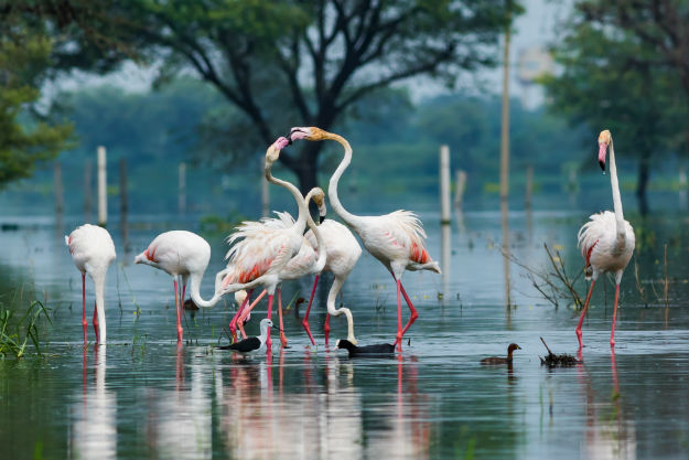 Keoladeo National Park near Fatehpur Sikri