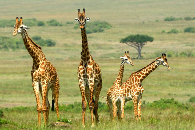 Maasai Mara National Reserve: 5 Reasons to Visit This Amazing Wildlife ...