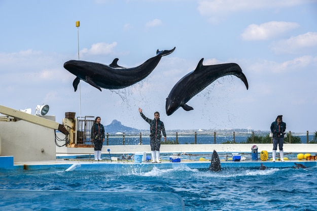 Okinawa Churaumi Aquarium dolphin show in Okinawa