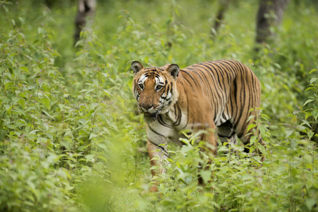 Royal Bengal Tiger in Bandipur National Park