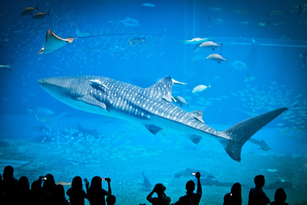 The famous aquarium in Okinawa. Whale sharks lives in one of the biggest water tank in the world