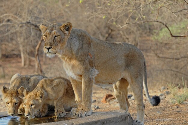 Lions in Sasan Gir, Gir National Park