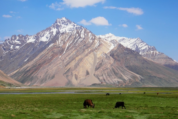 Herd of Dzo (hybrid yak) at field in Suru Valley, Ladakh