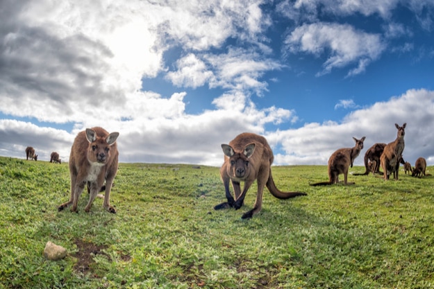 Kangaroos while looking at you at sunset in Kangaroo Island