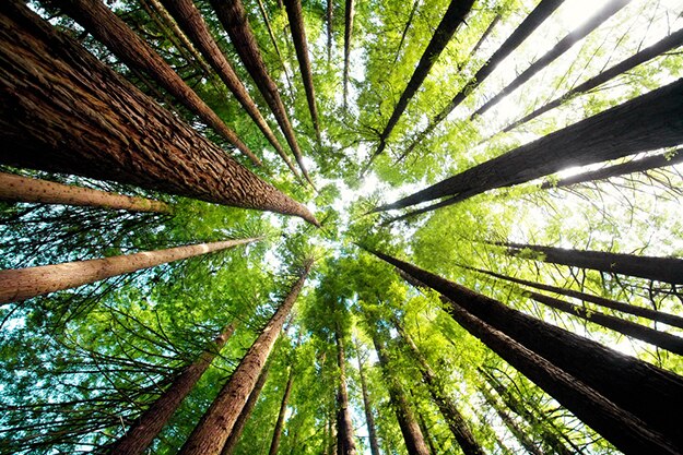 Victoria forest