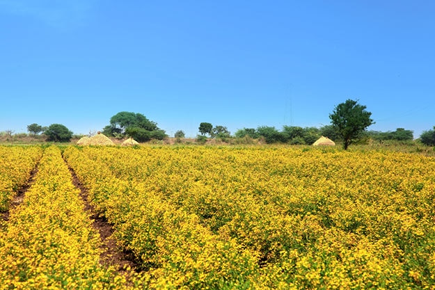 Vijayawada - yellow mustard field