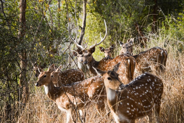 A Photo Tour of Sariska National Park in Rajasthan | India.com