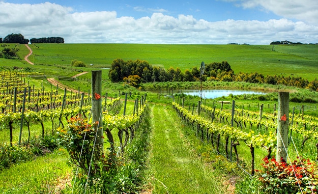 Australian vineyard