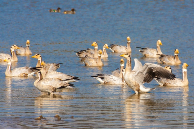 Bar-headed goose, Sariska Tiger Reserve, India. The bar-headed goose (Anser indicus) is a goose that breeds in Central Asia near mountain lakes and winters in South Asia