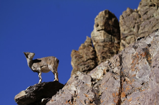 Bharal or blue sheep Pseudois nayaur in Rumbak Valley in Ladakh India. Hemis High Altitude National Park (2)