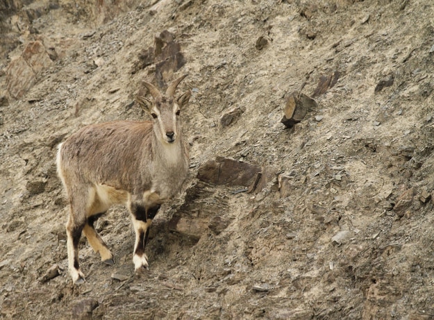 Bharal or blue sheep Pseudois nayaur in Rumbak Valley in Ladakh India. Hemis High Altitude National Park
