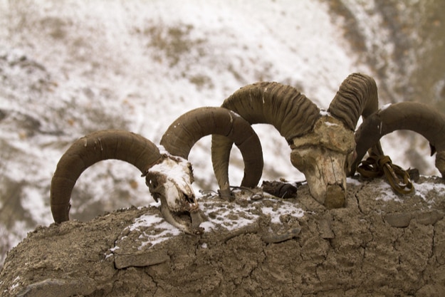 Bharal skulls on a wall of the cattle shelter in Rumbak village in Hemis High Altitude national park
