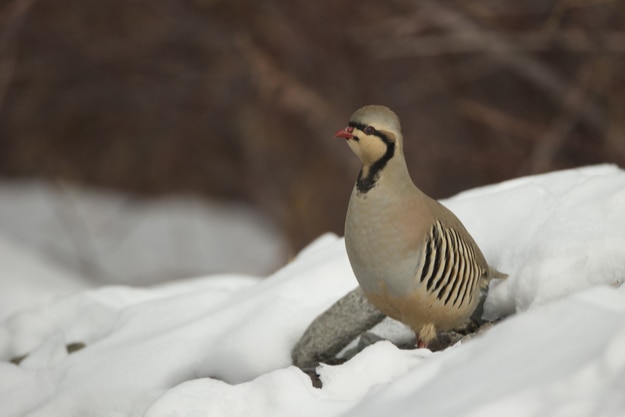 Chukar Partridge, Alectoris chukar, chukar, in snow, Hemis National Park, Himalayas