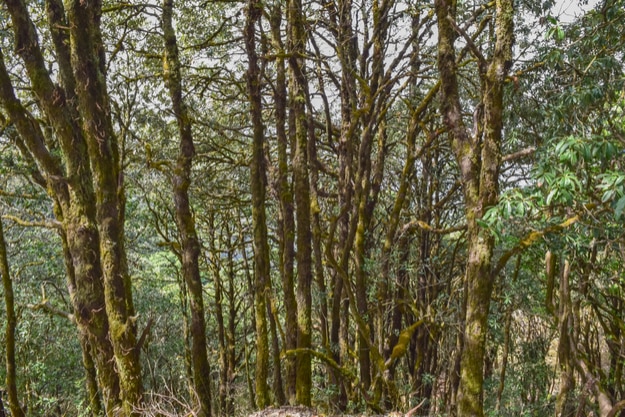 Evergreen tropical rainforest where trees covered with moss in Binsar