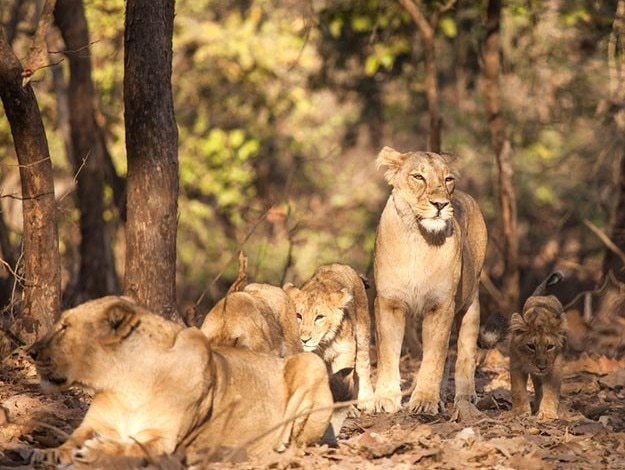Gujarat photo Gir Forest lion