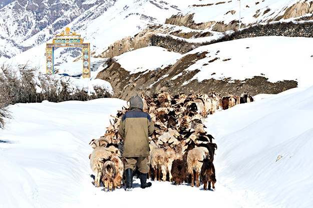Himachal sheep photo