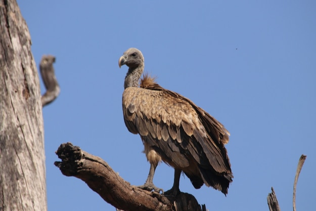 Indian vulture in Bandhavgarh National Park