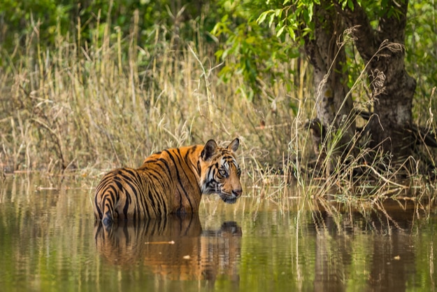 Photos Of Bandhavgarh National Park, A Haven Of Natural Beauty In 