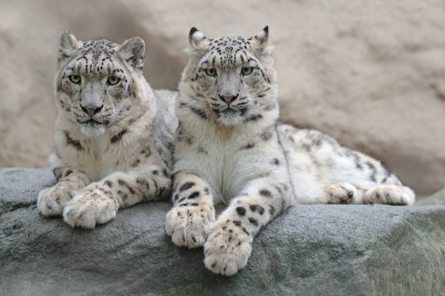 Pair of snow leopard with clear rock background, Hemis National Park, Kashmir