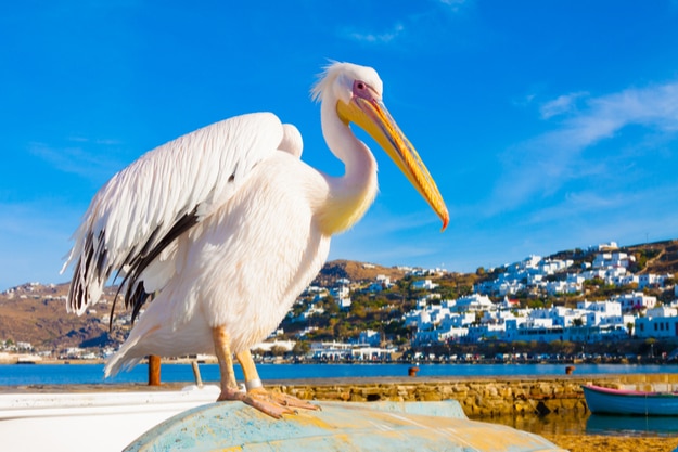 Petros, the famous pelican of Mykonos island standing on a boat by sea and posing, Mykonos island Greece Cyclades