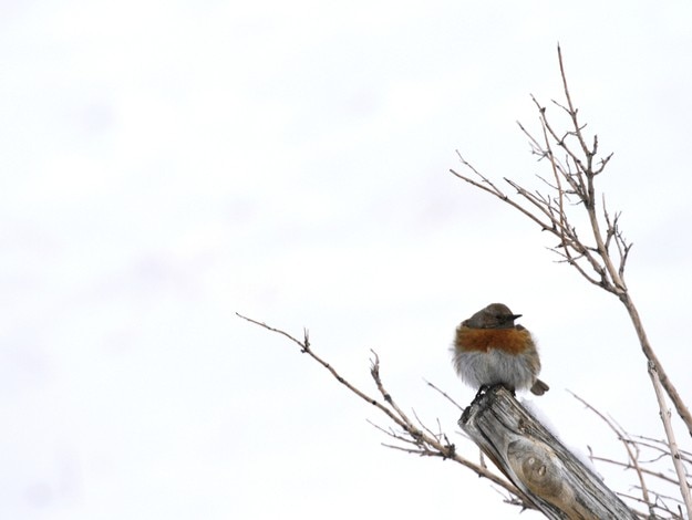 Robin accentor, Prunella rubeculoides in Hemis High Altitude National Park in Ladakh