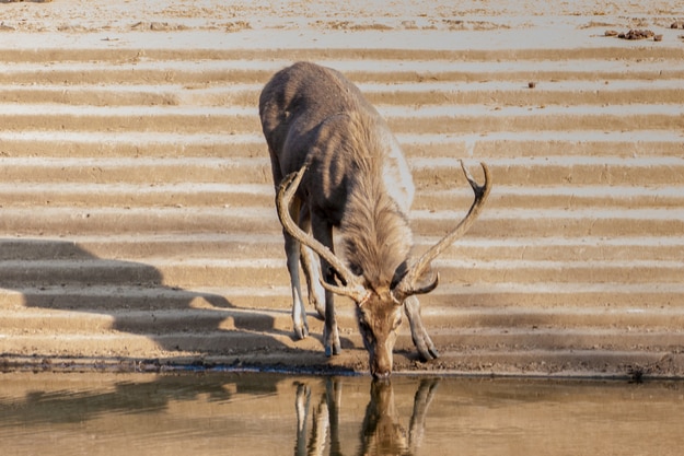 The sambar (Rusa unicolor) is a large deer native to the Indian subcontinent