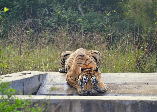 A thirsty tiger drinks from a water tank at Sariska