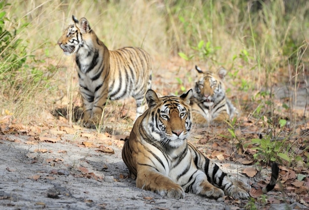 Photos of Bandhavgarh National Park, a Haven of Natural Beauty in ...