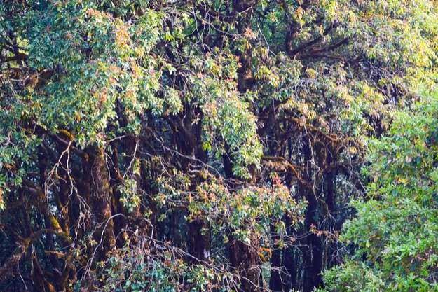 Tropical Himalayan forest at Binsar, Uttarakhand