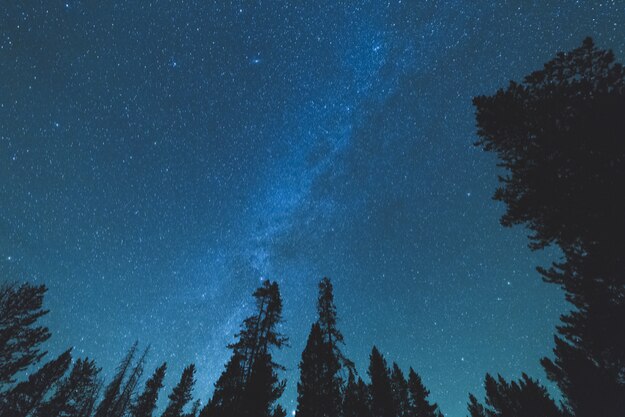 Milky Way in night sky over tall trees in forest