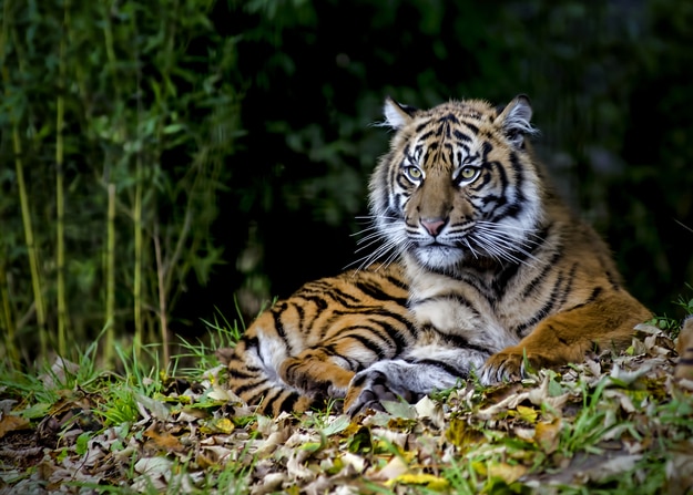 Beautiful and endangered female Sumatran Tiger Cub