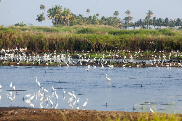 Vembanad Lake photo 5