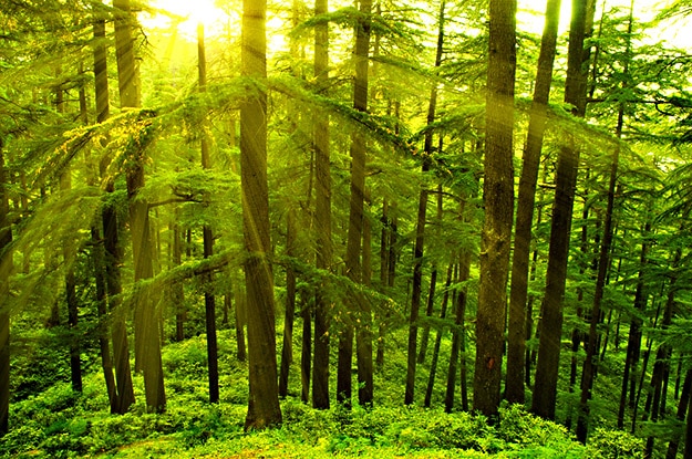 shimla pine trees photo