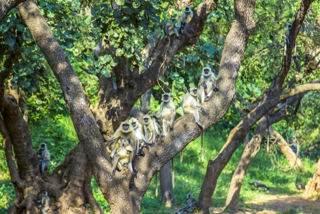 vervet monkeys at a tree in Sariska national park in india
