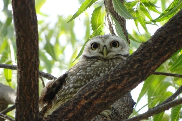 A Spotted Owlet in Guda Bishnoiyan