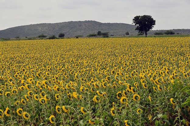 Andhra Pradesh Photo 11