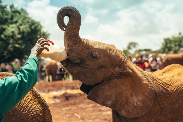 Baby elephant feeding with milk in the National park Nairobi, Kenya