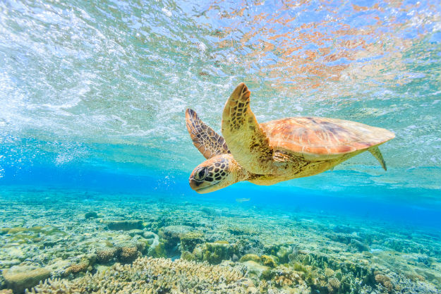 Green Sea Turtle Population in Northern Great Barrier Reef is Turning ...