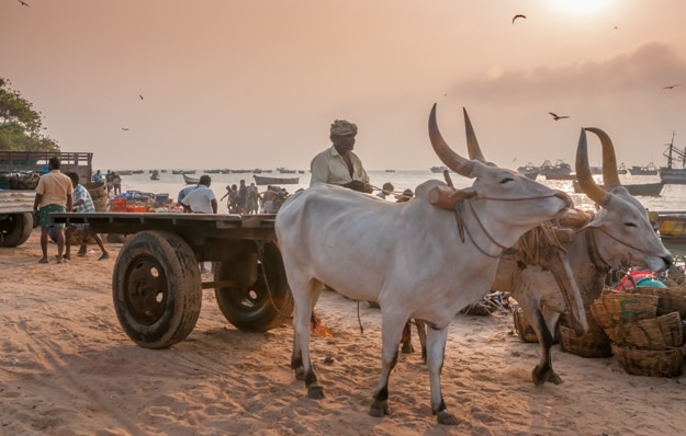 In the evening arrive buffalo-drawn wagons that were taken caught fish
