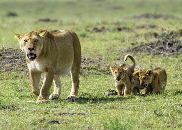 Lioness and Cubs playing in the wild in Maasai Mara National Park, Nairobi Kenya
